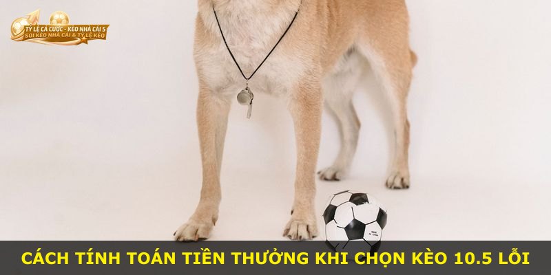 Cách tính toán tiền thưởng khi chọn kèo 10.5 lỗi