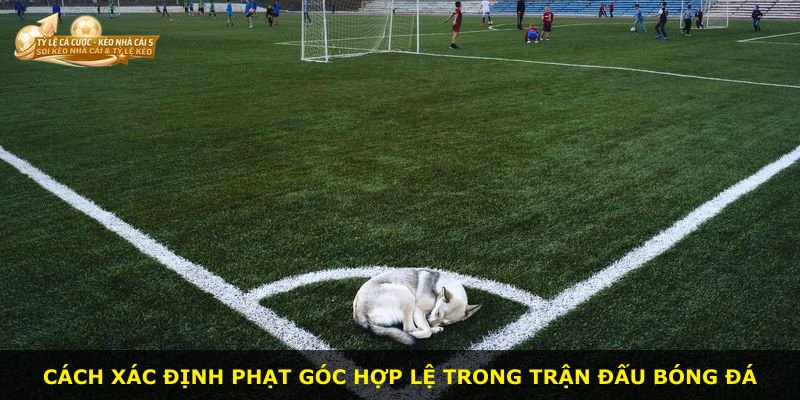 Cách xác định phạt góc hợp lệ trong trận đấu bóng đá