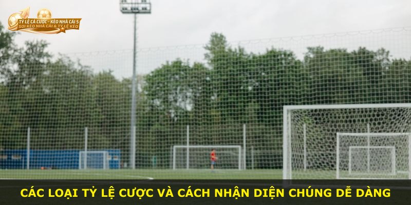 Các loại tỷ lệ cược và cách nhận diện chúng dễ dàng